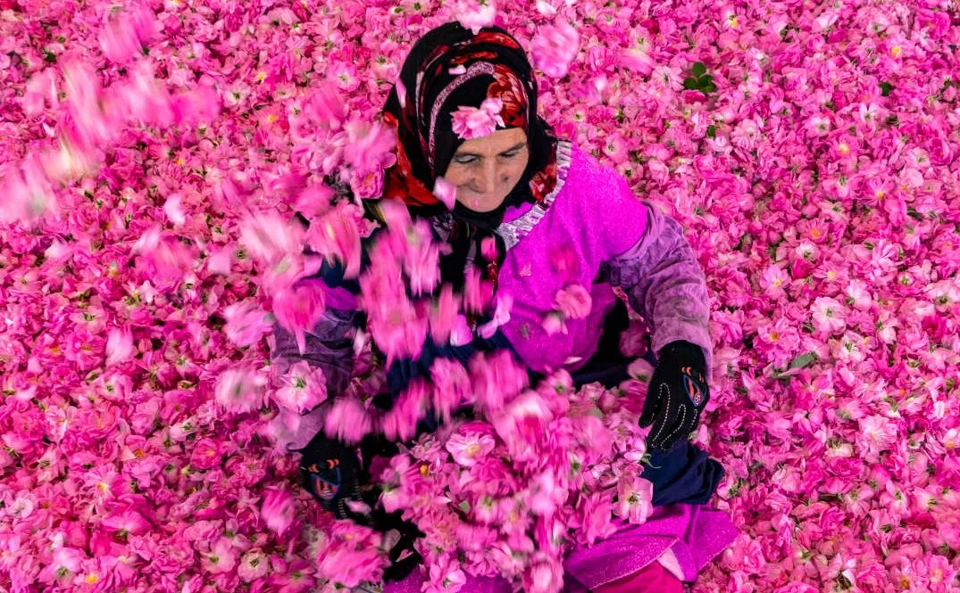 rose-kalaat-mgouna-03-jpg